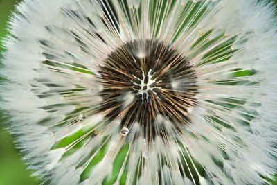 Close-up of dandelion