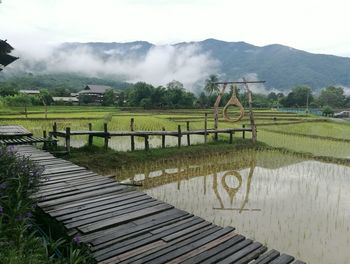 Thailand rice farmer 