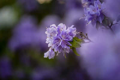 Close-up of purple flowering plant