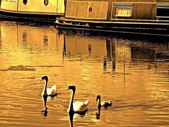 Reflection of birds in water