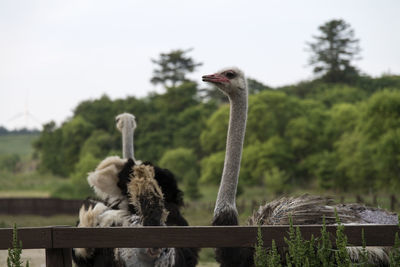 Close-up of birds against sky