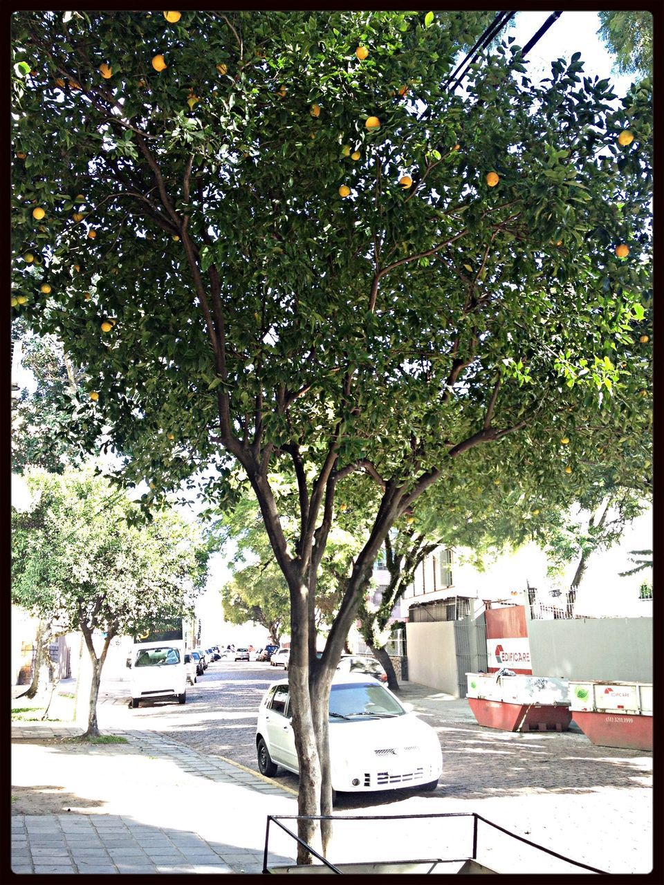 transfer print, tree, transportation, auto post production filter, building exterior, car, street, built structure, land vehicle, road, architecture, mode of transport, city, growth, sunlight, day, sidewalk, outdoors, branch, parking