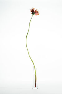 Close-up of plant against white background