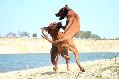 Dog standing on land against the sky