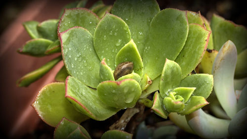 Close-up of wet flower