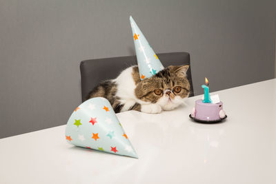 Cat sitting by cake on table at home