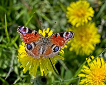 Close-up of butterfly pollinating on yellow flower