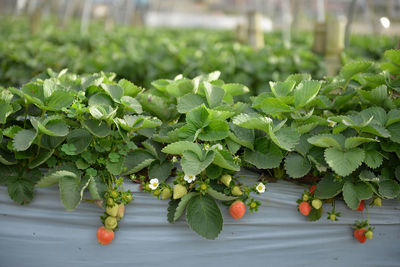 Close-up of plants on field