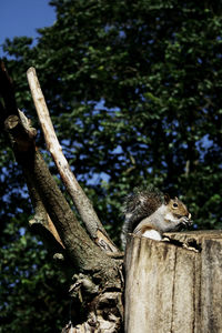 Close-up of squirrel on tree trunk