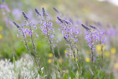 Close-up of purple flowering plants on field