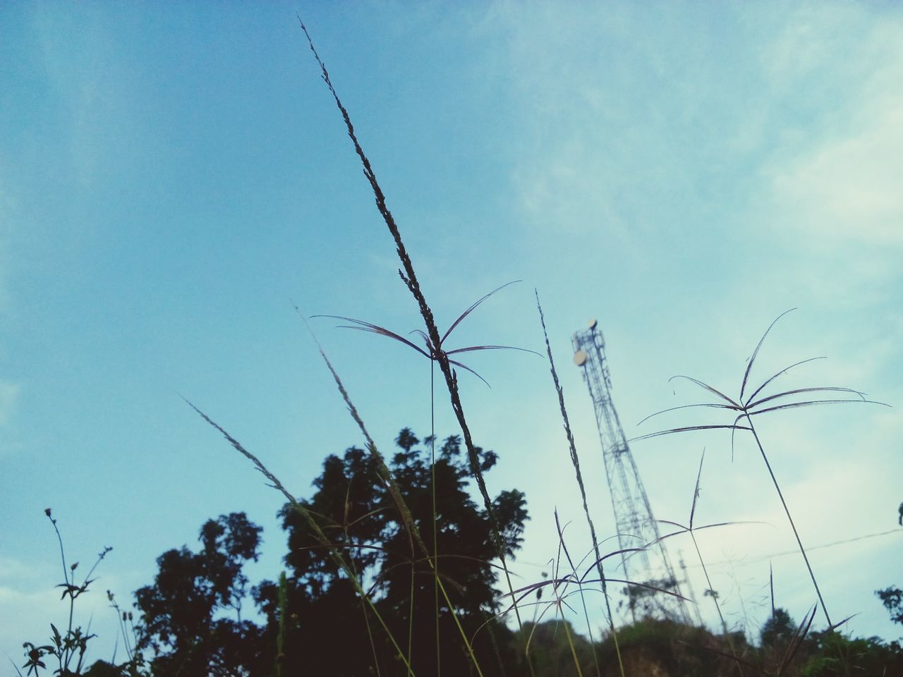 low angle view, tree, sky, blue, power line, growth, nature, cloud - sky, tranquility, cloud, outdoors, beauty in nature, no people, power supply, cable, day, scenics, tranquil scene, tall - high, high section