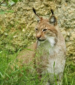 Wildcat on grassy field