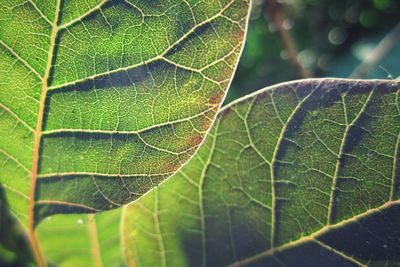 Close-up of green leaves