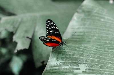 Close-up of butterfly