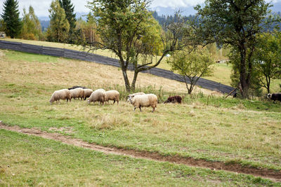 Sheep grazing in a field