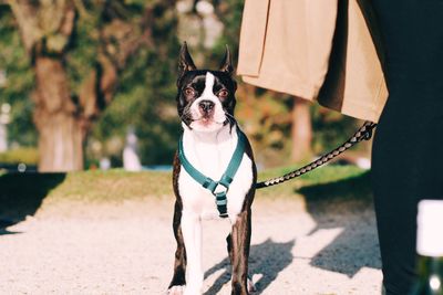 Portrait of dog standing on field