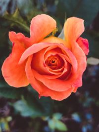 Close-up of red rose