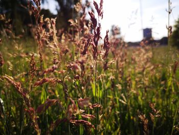 Close-up of plants growing on field