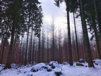 Trees in forest during winter