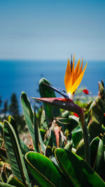 Close-up of flowering plant against sea