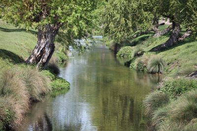 Scenic view of river amidst trees in forest