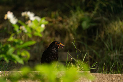 Close-up of bird perching on a field