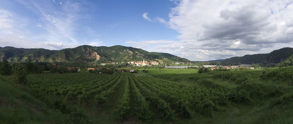 Scenic view of agricultural field against sky