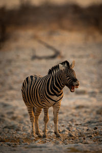 Plains zebra stands barking on rocky pan