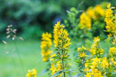 Close-up of yellow flowering plant on field