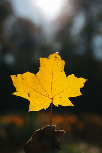 Close-up of hand holding maple leaf during autumn