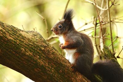 Close-up of squirrel sitting on branch