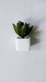 High angle view of succulent plant against white background