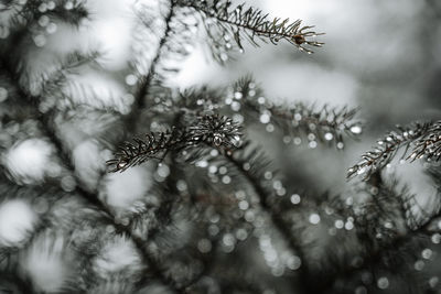 Close-up of wet pine tree during winter