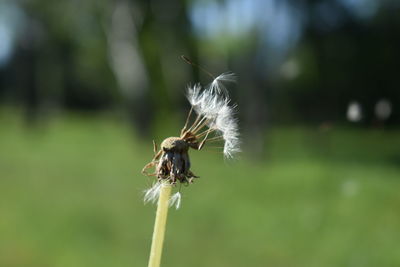 Close-up of insect on dandelion