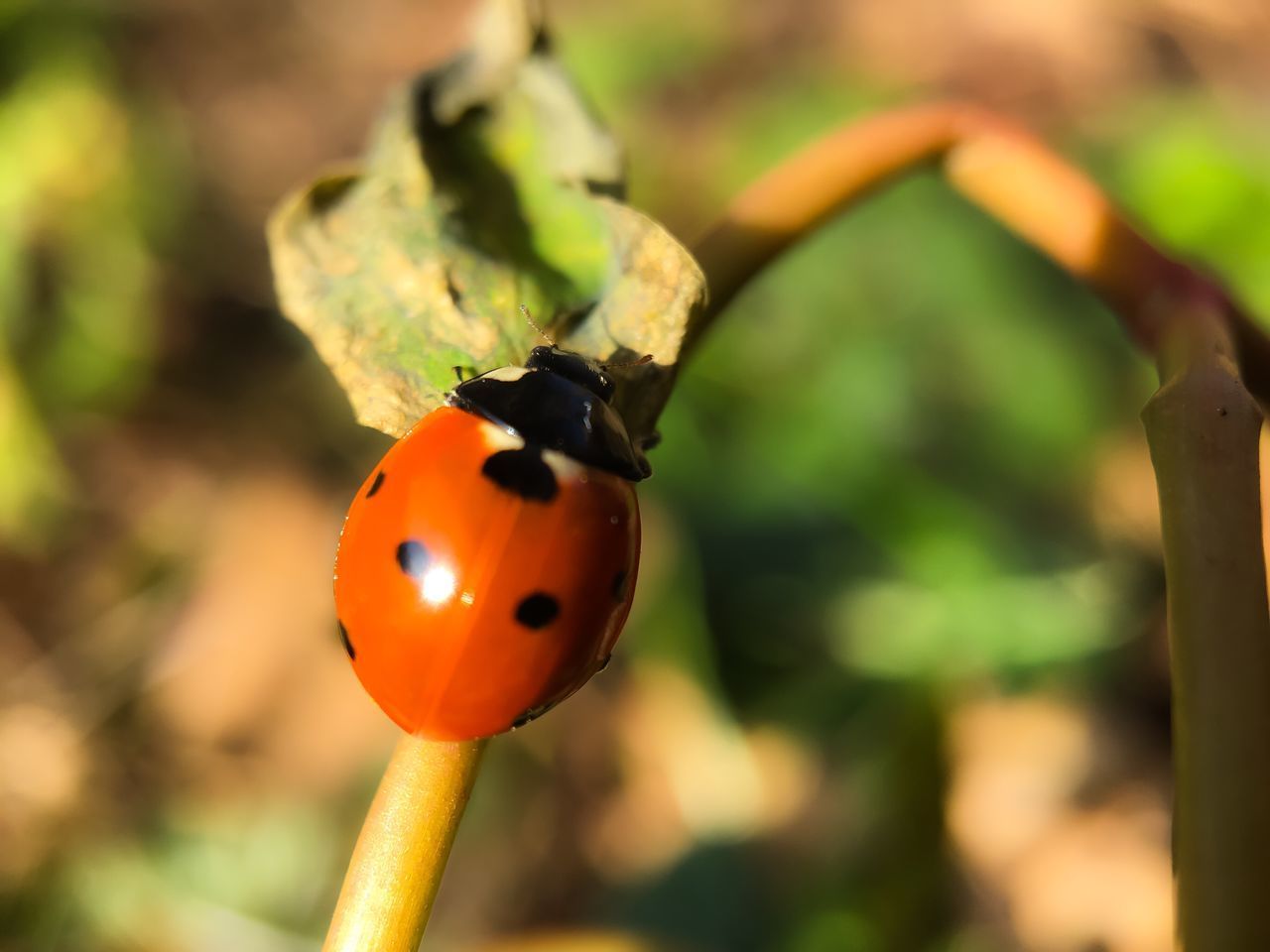 CLOSE-UP OF LADYBUG ON PLANTS