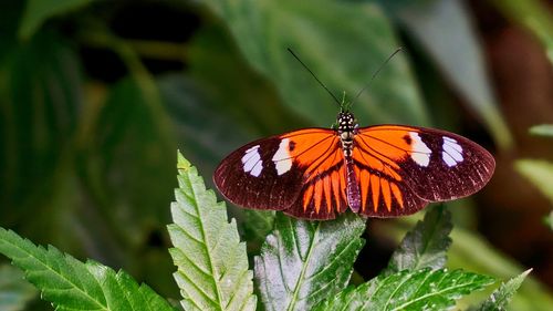 Butterfly pollinating flower