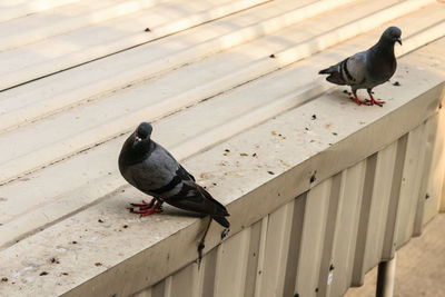 High angle view of pigeon perching on wood