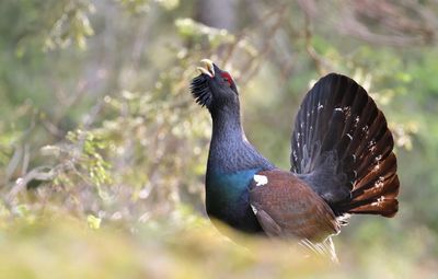 Close-up of bird