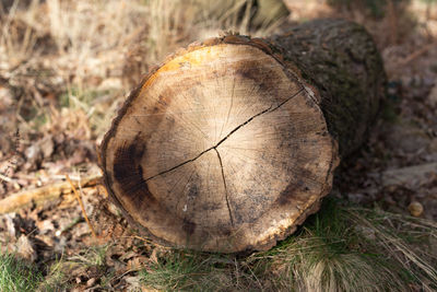 Close-up of tree stump in forest