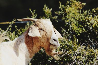 Goat standing in a field