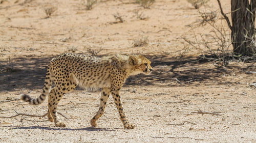 Young cheetah walking in dry land in kgalagadi transfrontier park, south africa 