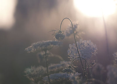 Close-up of wilted plant