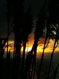 Silhouette trees against sky during sunset