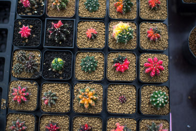 High angle view of multi colored potted plants