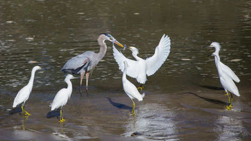 View of birds in lake