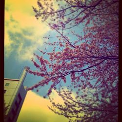 Low angle view of tree against sky