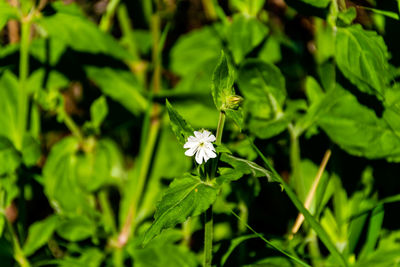 Close-up of white flowering plant