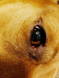 Extreme close up of animal eye