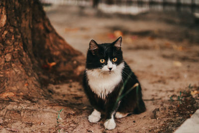 Portrait of black cat sitting on field