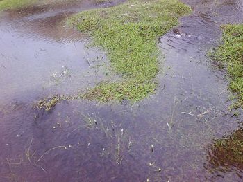 Reflection of plants in puddle